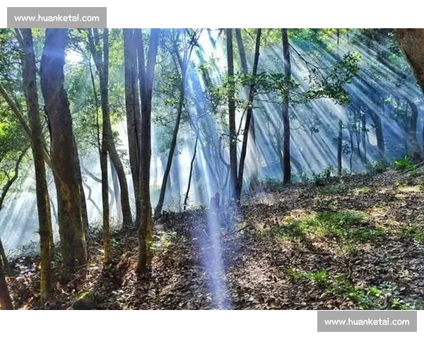 篮球投注技巧大全实战解析投注策略与投注技巧进阶指南系统方法